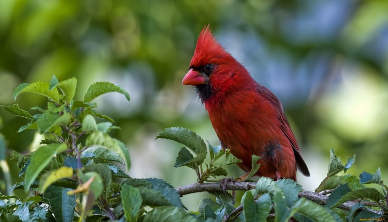 Красный Кардинал Angry Birds