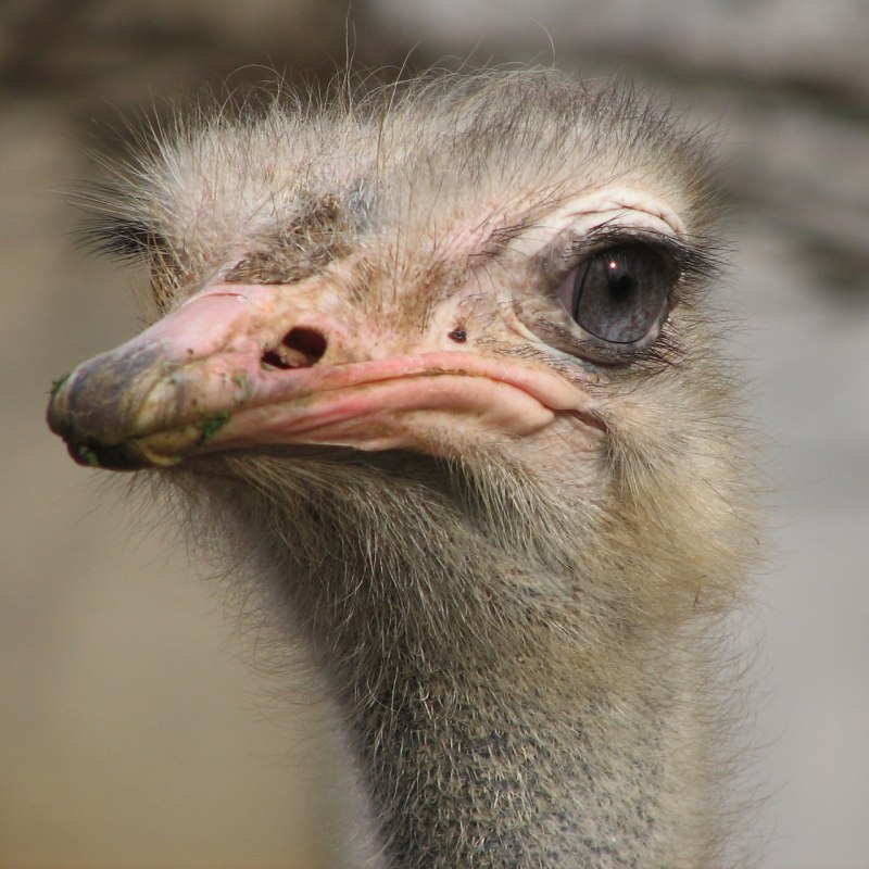 Страусенок, Donald's Ostrich) hd720