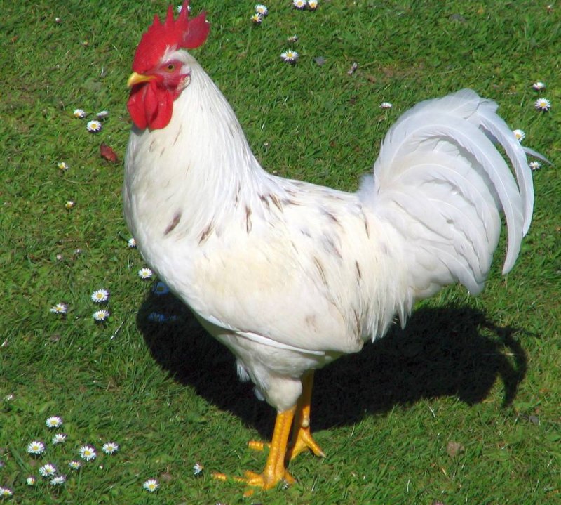 Леггорн Браун