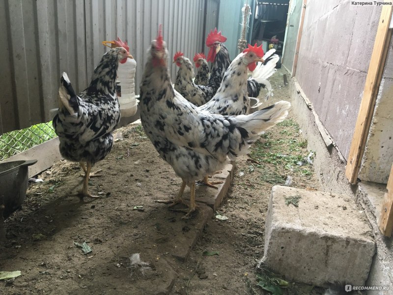 Породы кур с фотографиями