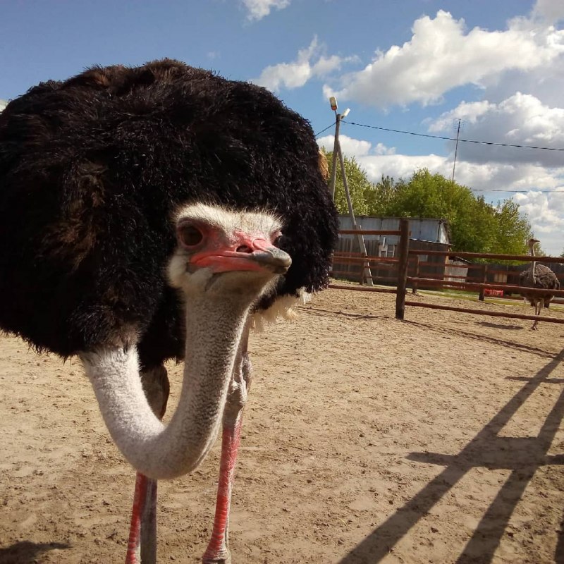 Ostrich riding