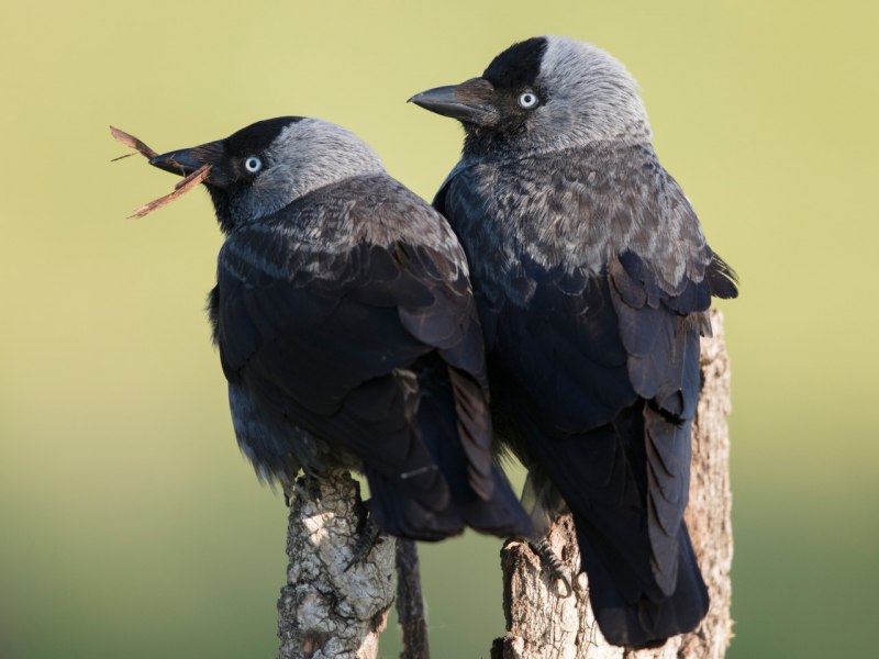 Галка (Coloeus monedula, Corvus monedula)