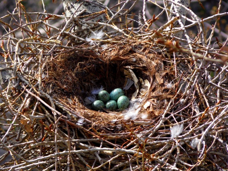 Гнездо галки (76 фото)