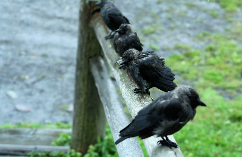 Jackdaw Nest