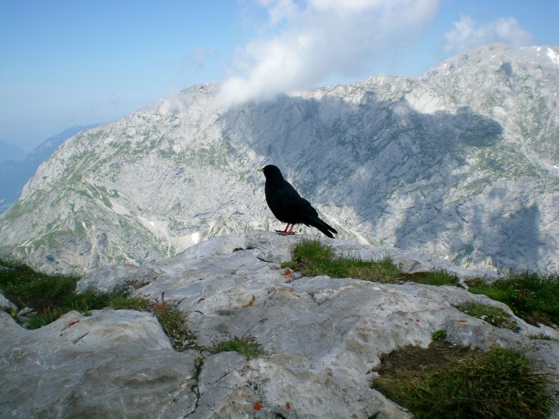 Птенец галки