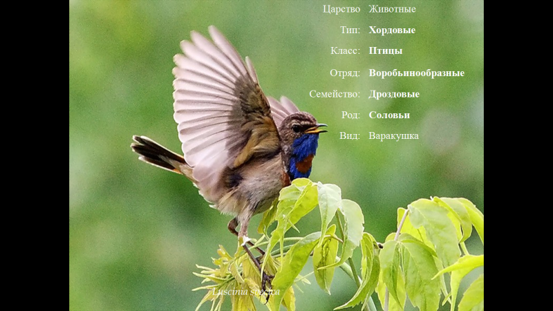 Варакушка полет