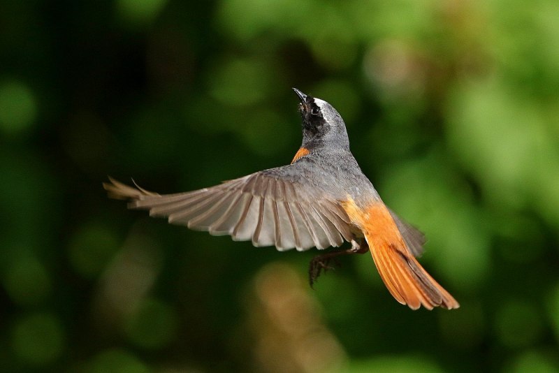 Nightingale Соловьиная трель