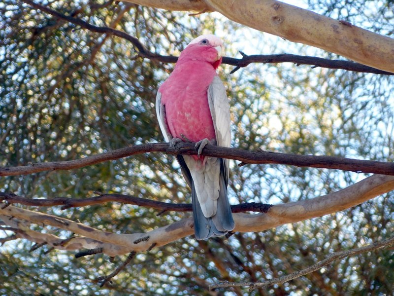 Rose breasted Cockatoo