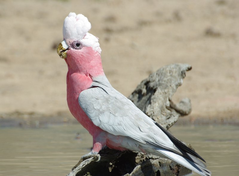 Eolophus roseicapillus (Какаду розовый, или Гала)