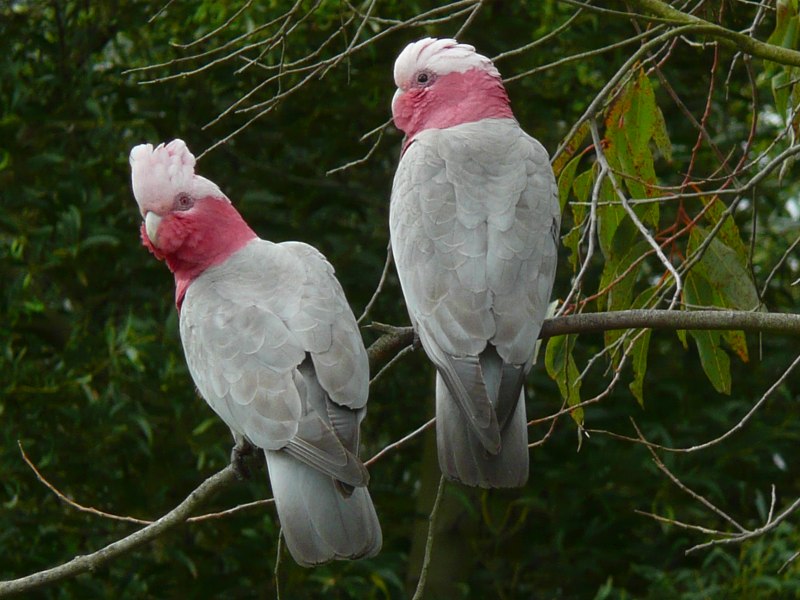 Roseate Cockatoo