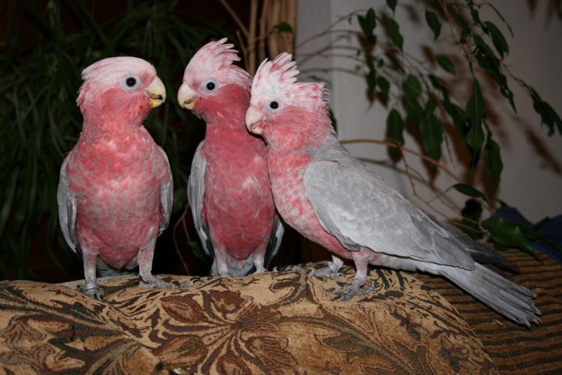 Клюв Какаду