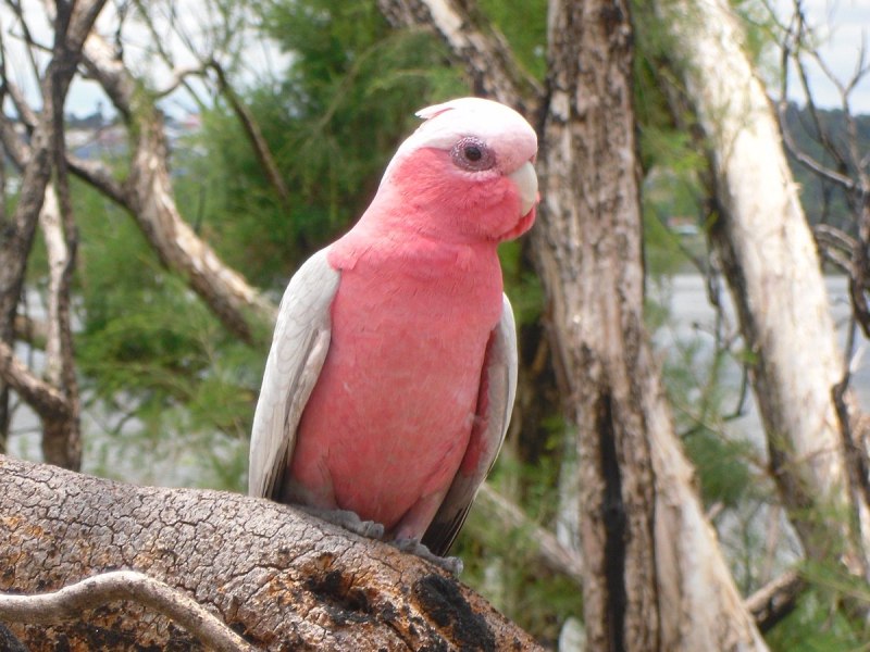 Galah Bird