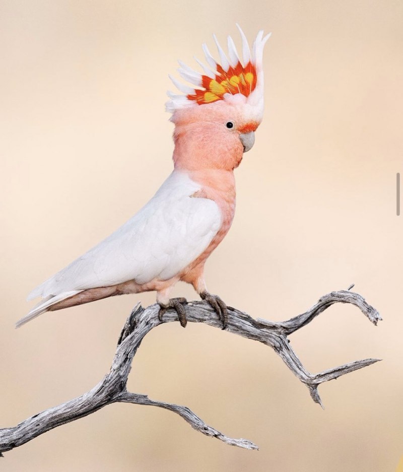 Bird its not unusual