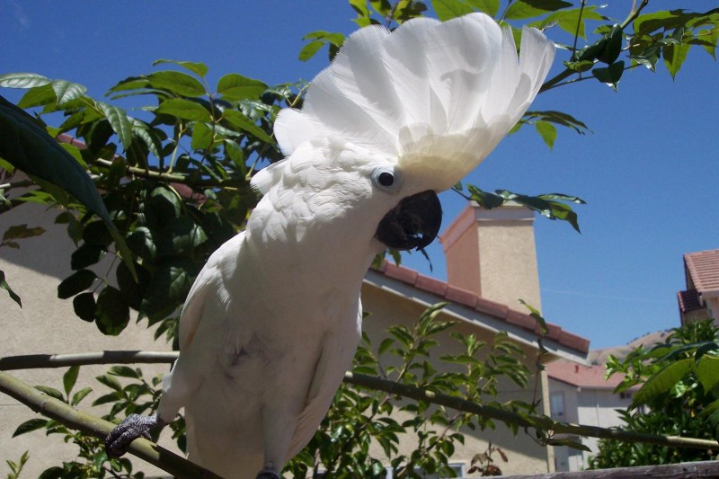 Roseate Cockatoo