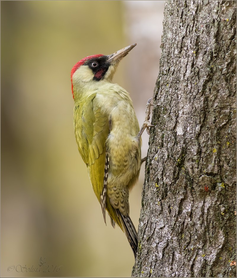 Picus viridis (зеленый дятел)