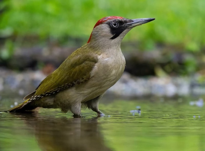 Red bellied Woodpecker female