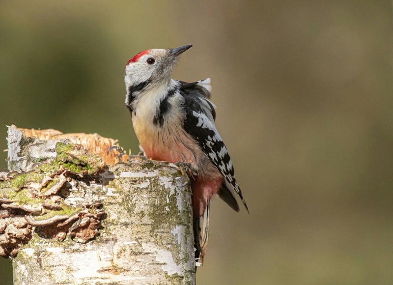 Зелёный дя́тел (Picus viridis)