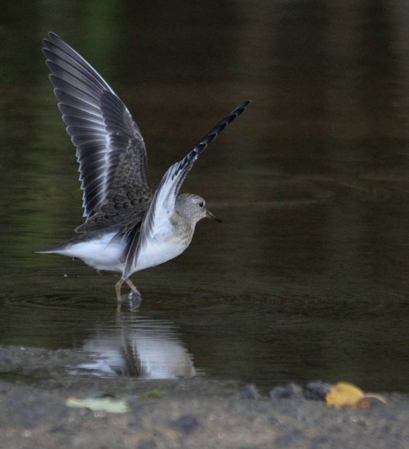 Calidris tenuirostris