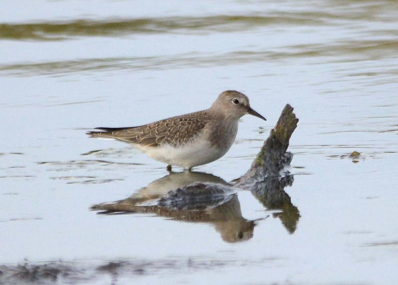 Temminck's stint (Calidris temminckii)