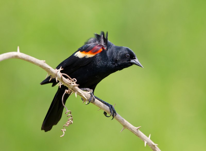 Euphagus carolinus