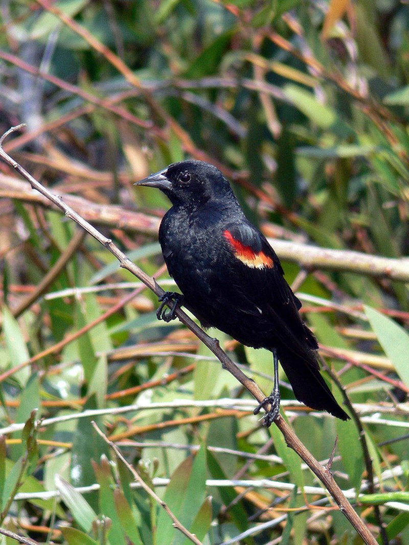 Red Winged Blackbird