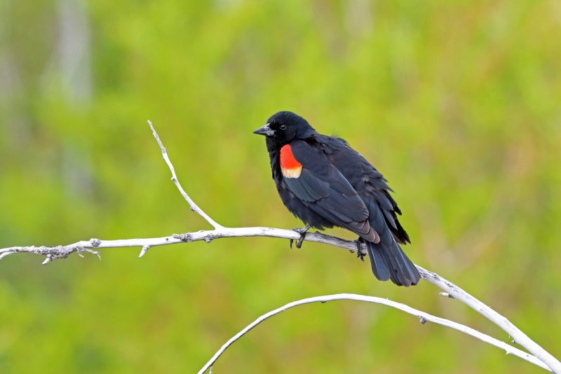 Dolichonyx oryzivorus