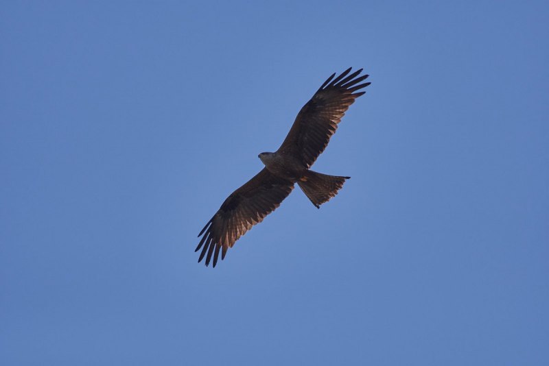 Milan Bird