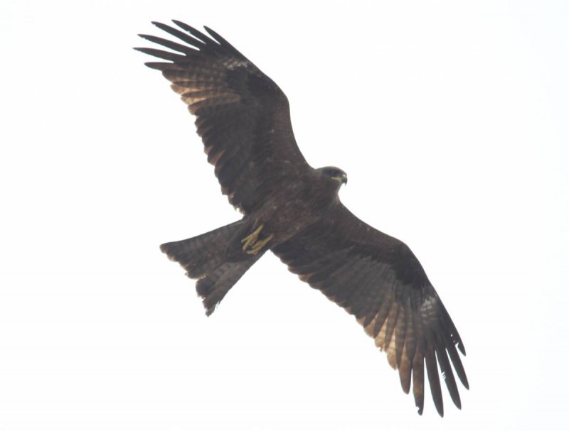 Black Kite (Milvus Migrans Migrans) at Lisbon Zoo.