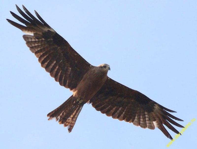 Черный Коршун Milvus Migrans