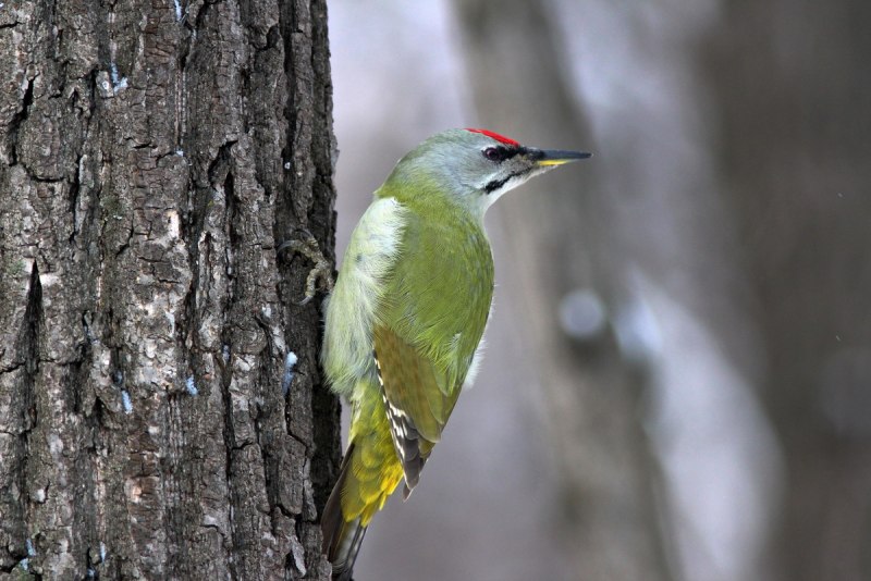 Седой дятел (Picus canus)