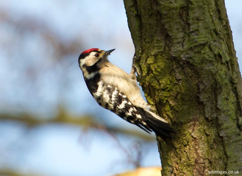Седой дятел (Picus canus)