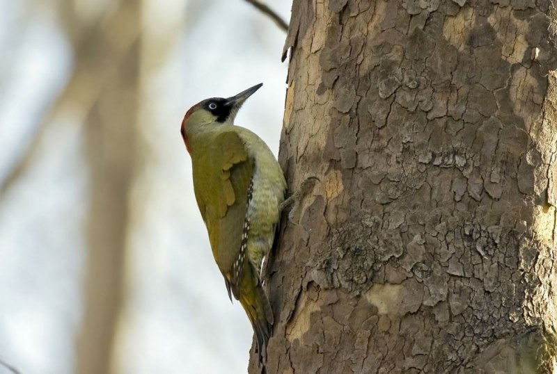 Picus viridis (зеленый дятел)