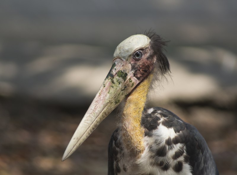 Shoebill Stork птица