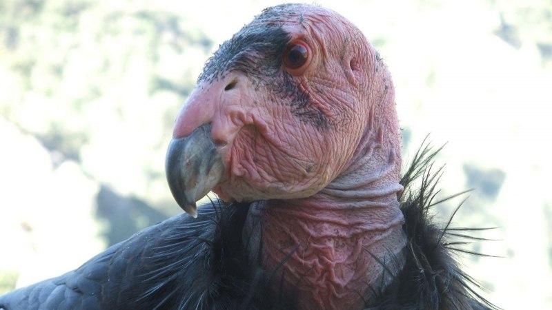 Lappet faced Vulture