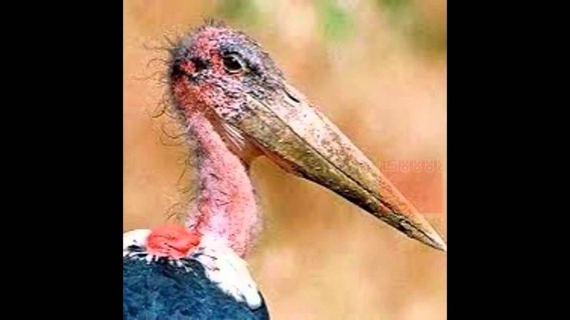 Уродливые птицы