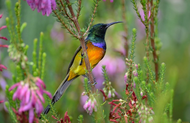Голубая сиалия (Sialia currucoides)