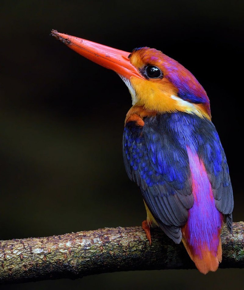 Oriental Dwarf Kingfisher
