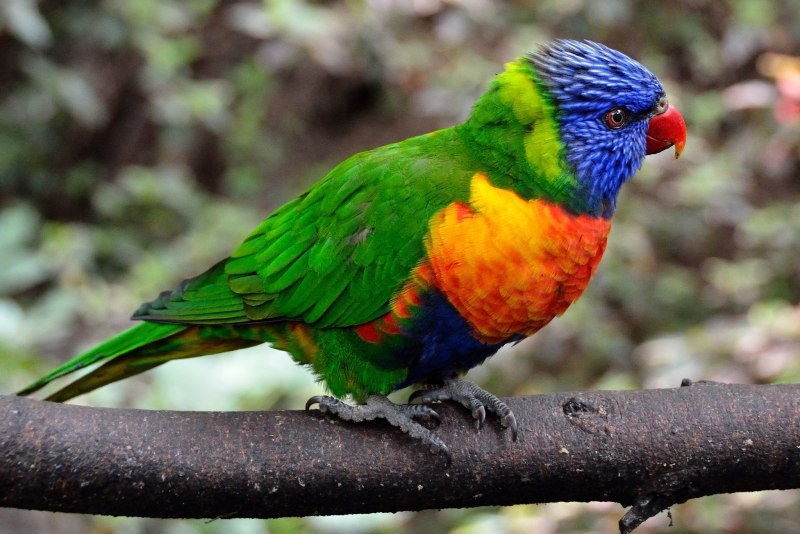 Red-billed Leiothrix