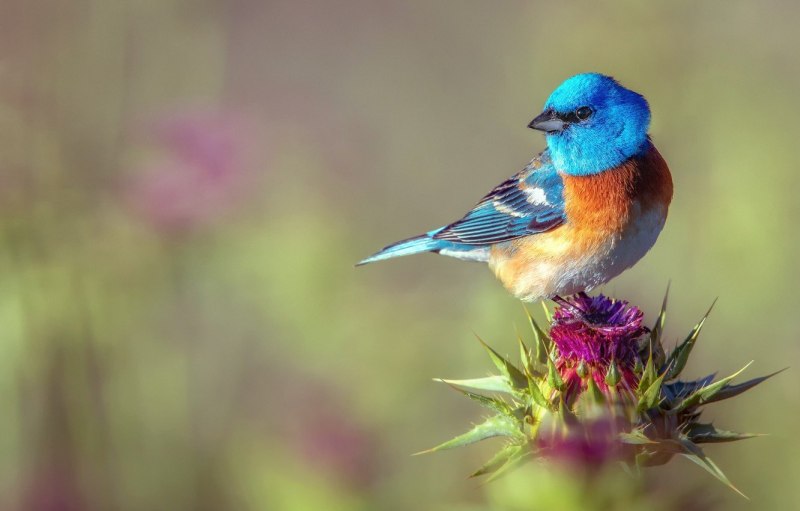 Природа птицы