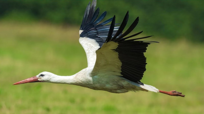 Ciconia Ciconia