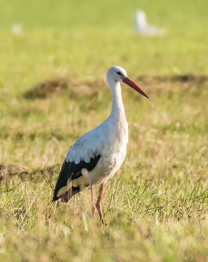 Ciconia Ciconia