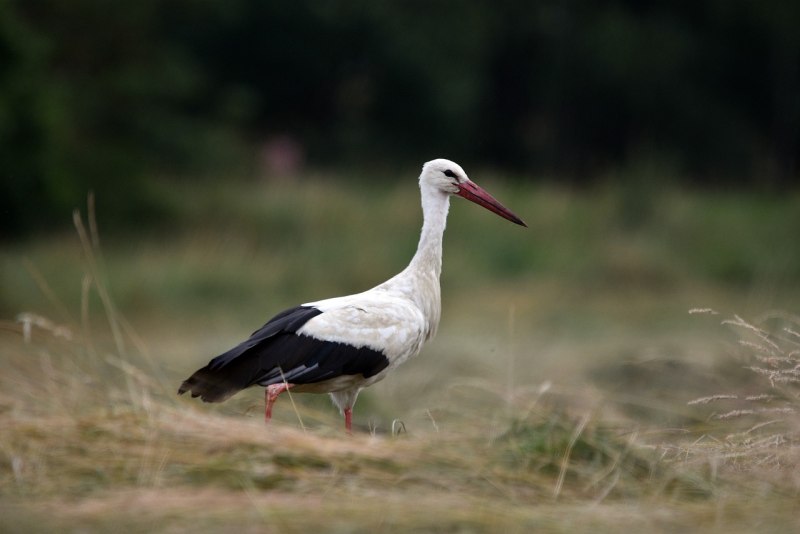Ciconia Ciconia