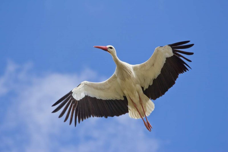 White Stork Екатеринбург