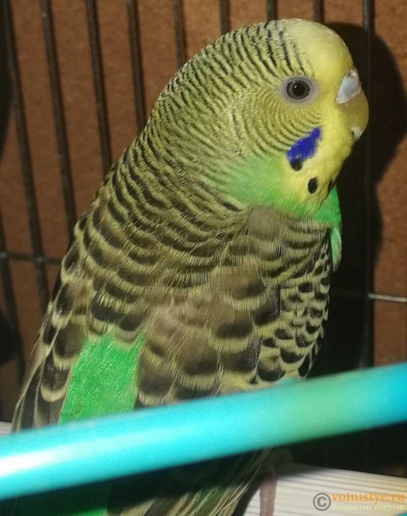 Зеленого самца попугая молодой (76 фото)