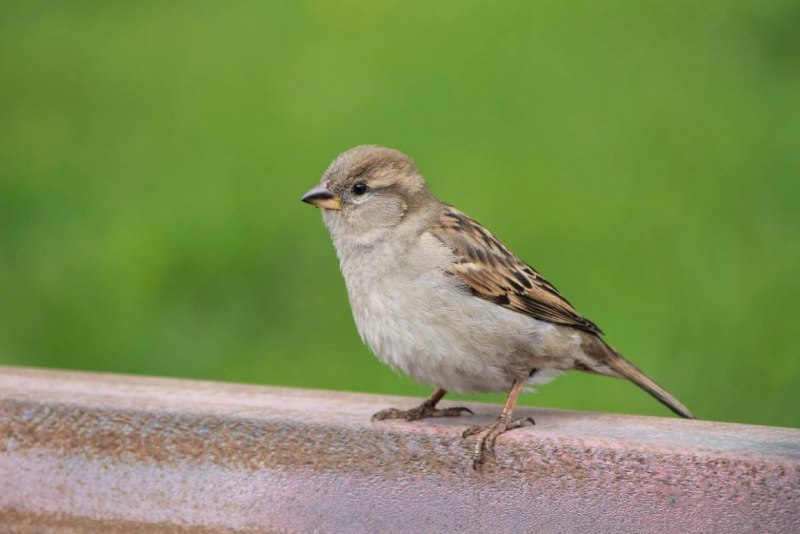 Домовый Воробей (passer domesticus)