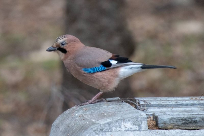 Garrulus glandarius