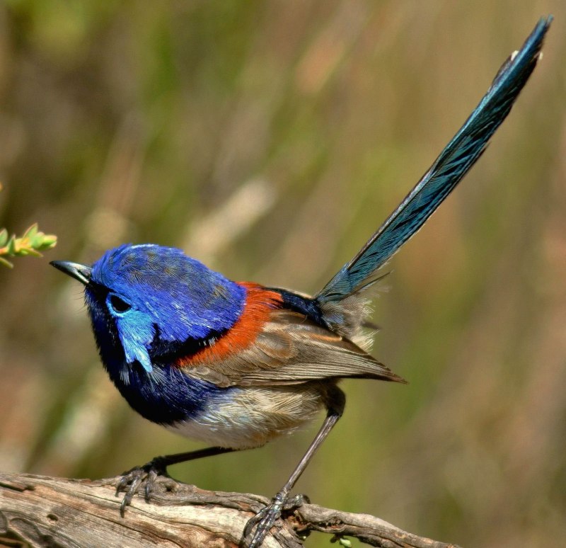Malurus cyaneus