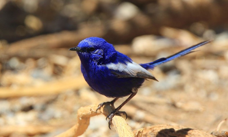 Splendid Fairy Wren птица