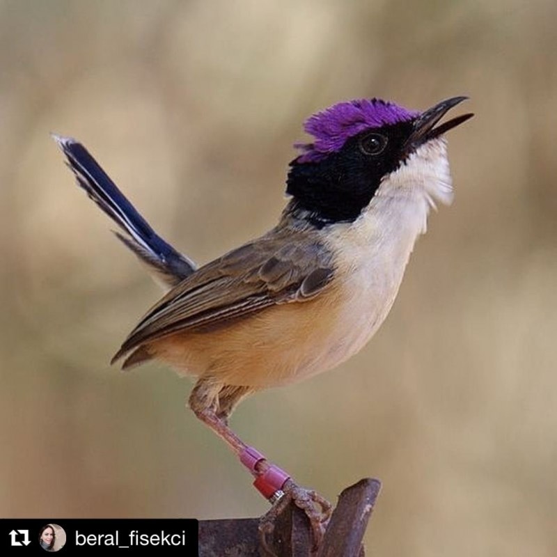 Fairy Wren птица