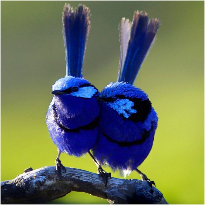 Superb Fairywren